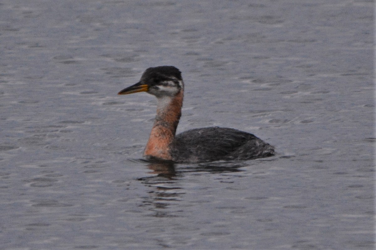 Red-necked Grebe - ML74027951