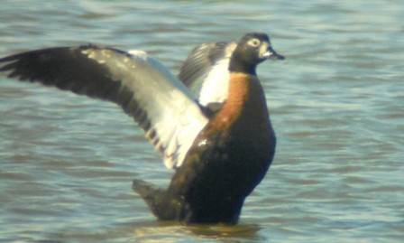 Australian Shelduck - ML74029621