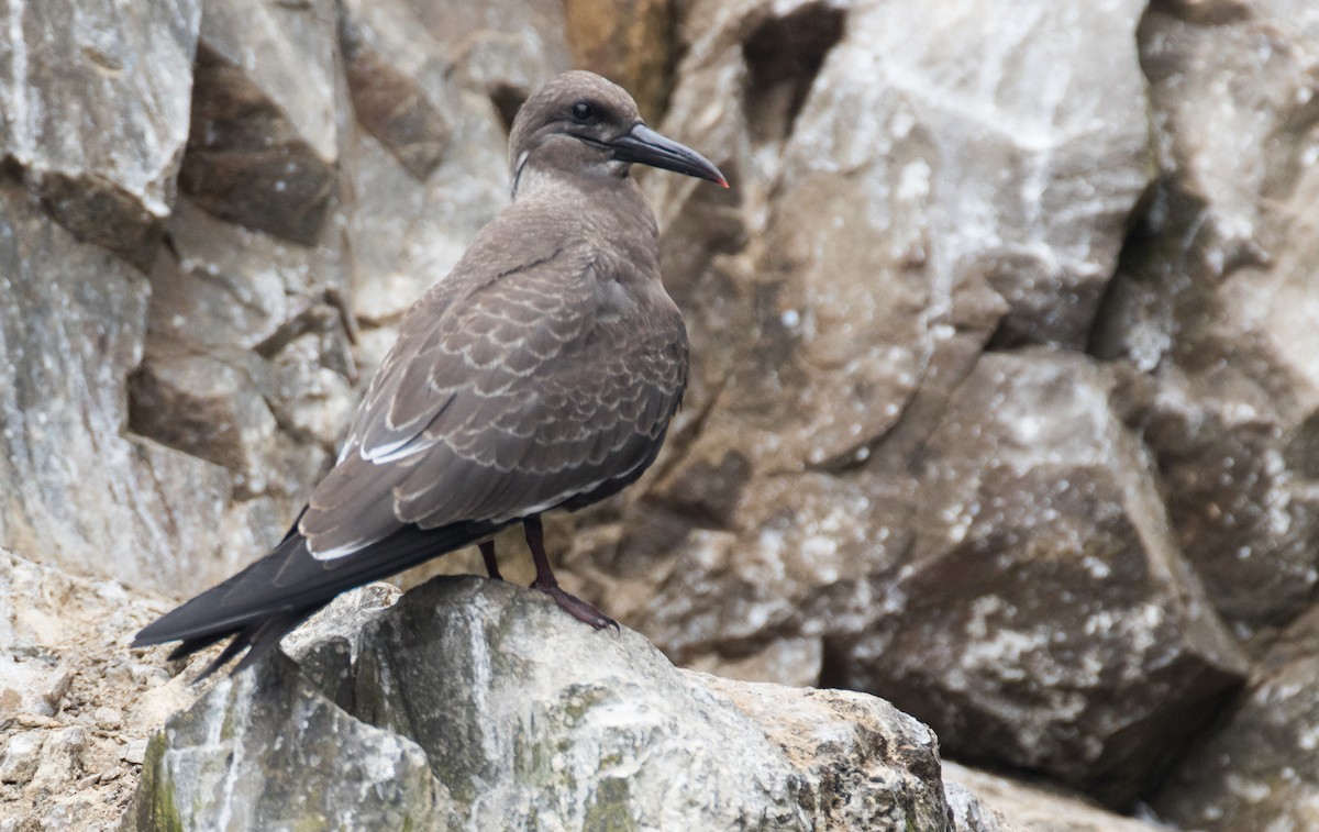 Inca Tern - Blake Matheson