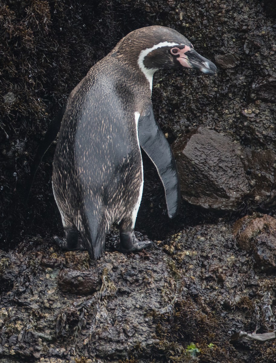 Humboldt Penguin - ML74029731