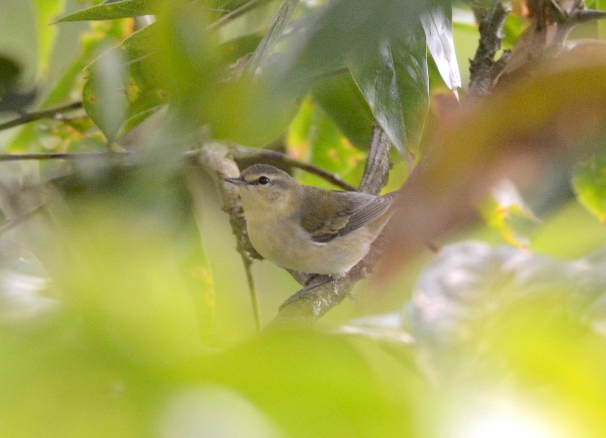 Tennessee Warbler - ML74030351