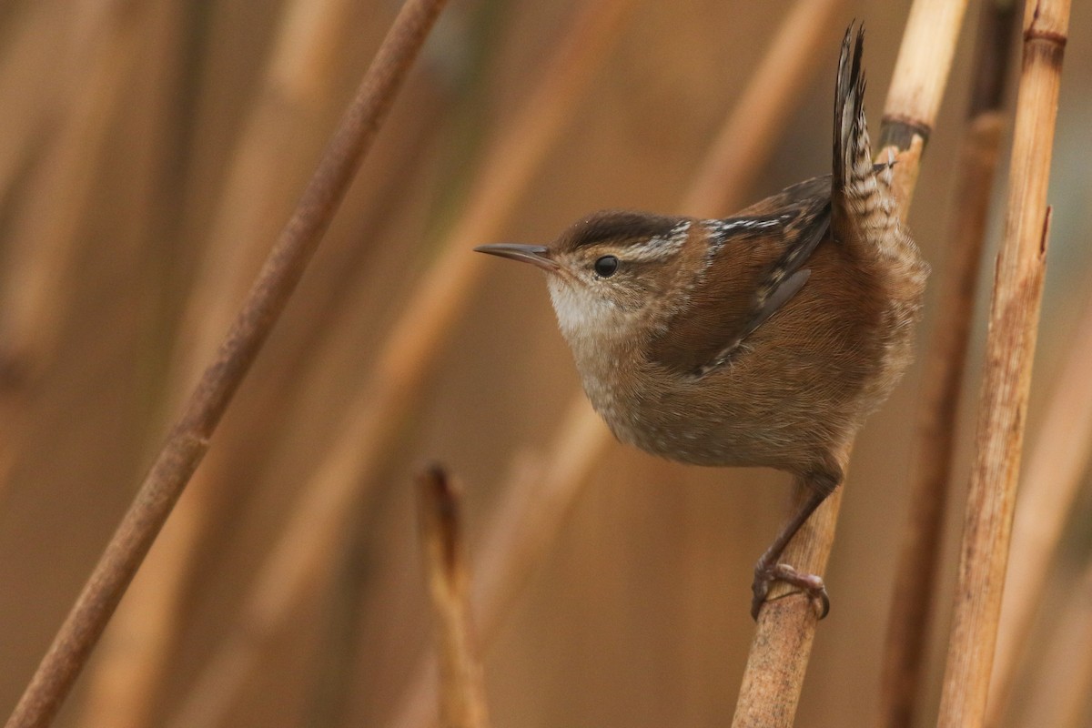 Marsh Wren - ML74030451