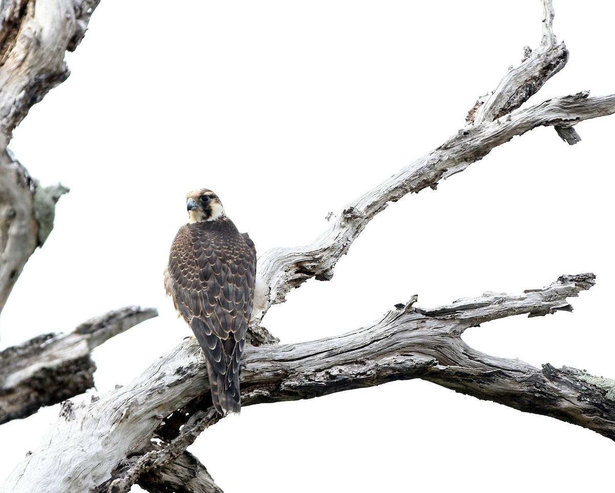 Peregrine Falcon - ML74030581