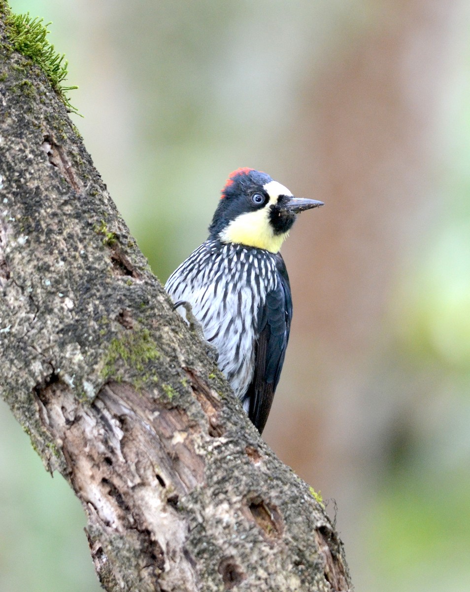 Acorn Woodpecker (Acorn) - ML74030671