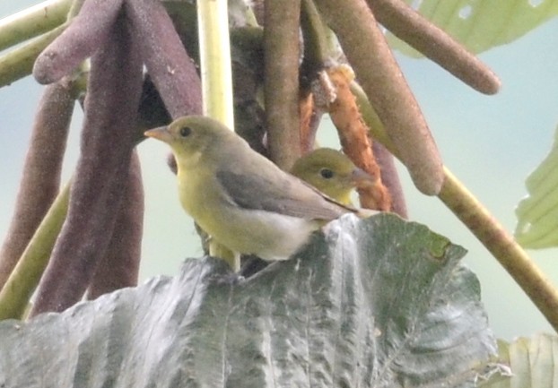 Guira Tanager - ML74030901