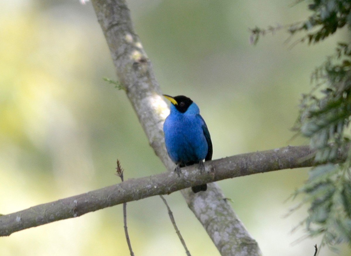 Green Honeycreeper - ML74030911