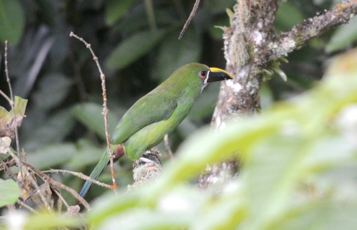 Southern Emerald-Toucanet (Gray-throated) - ML74031151