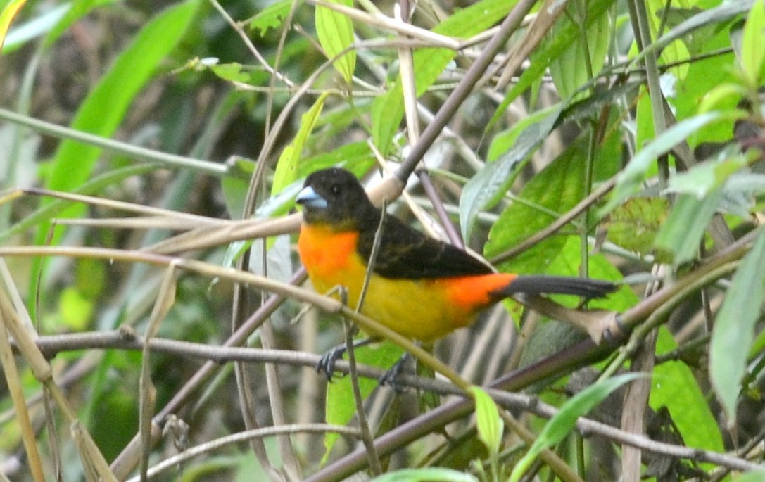 Flame-rumped Tanager (Flame-rumped) - ML74031341