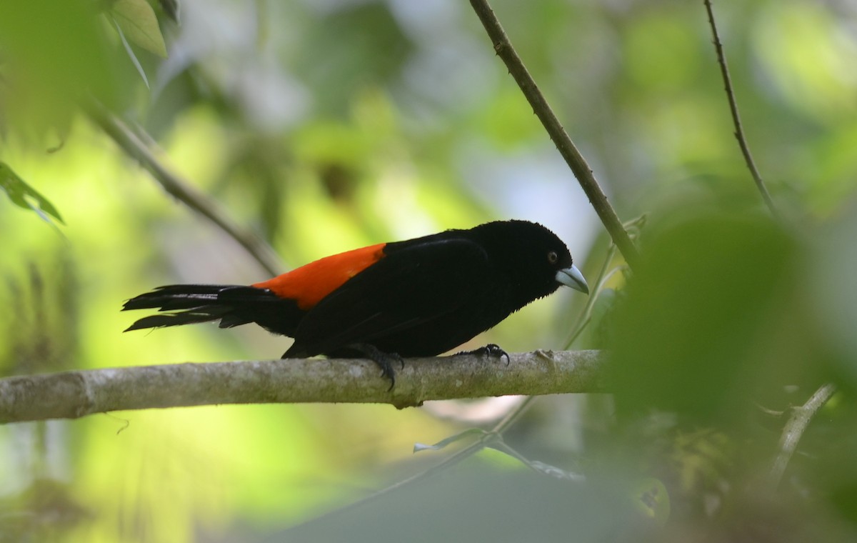 Flame-rumped Tanager (Flame-rumped) - ML74031371