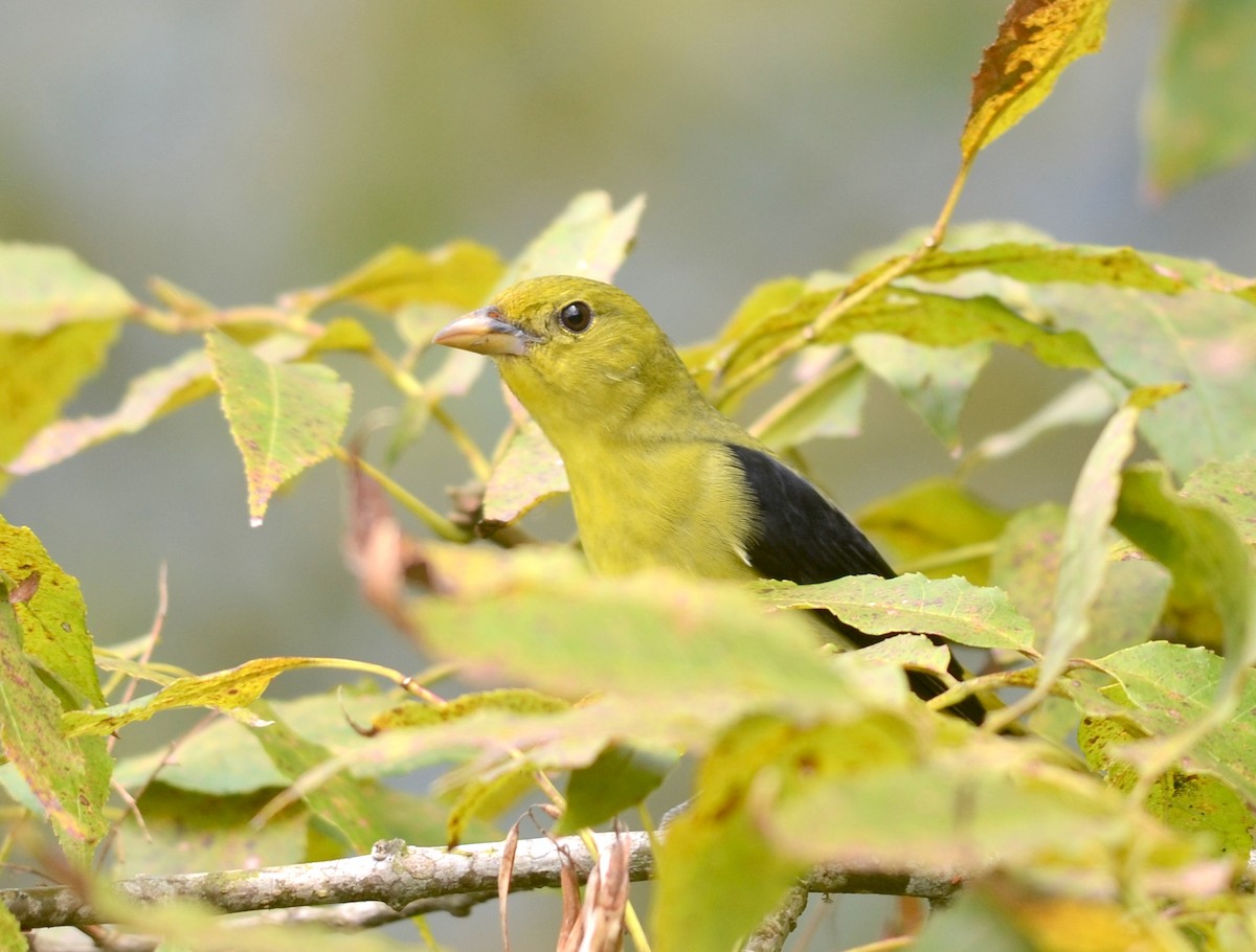 Scarlet Tanager - ML74031711