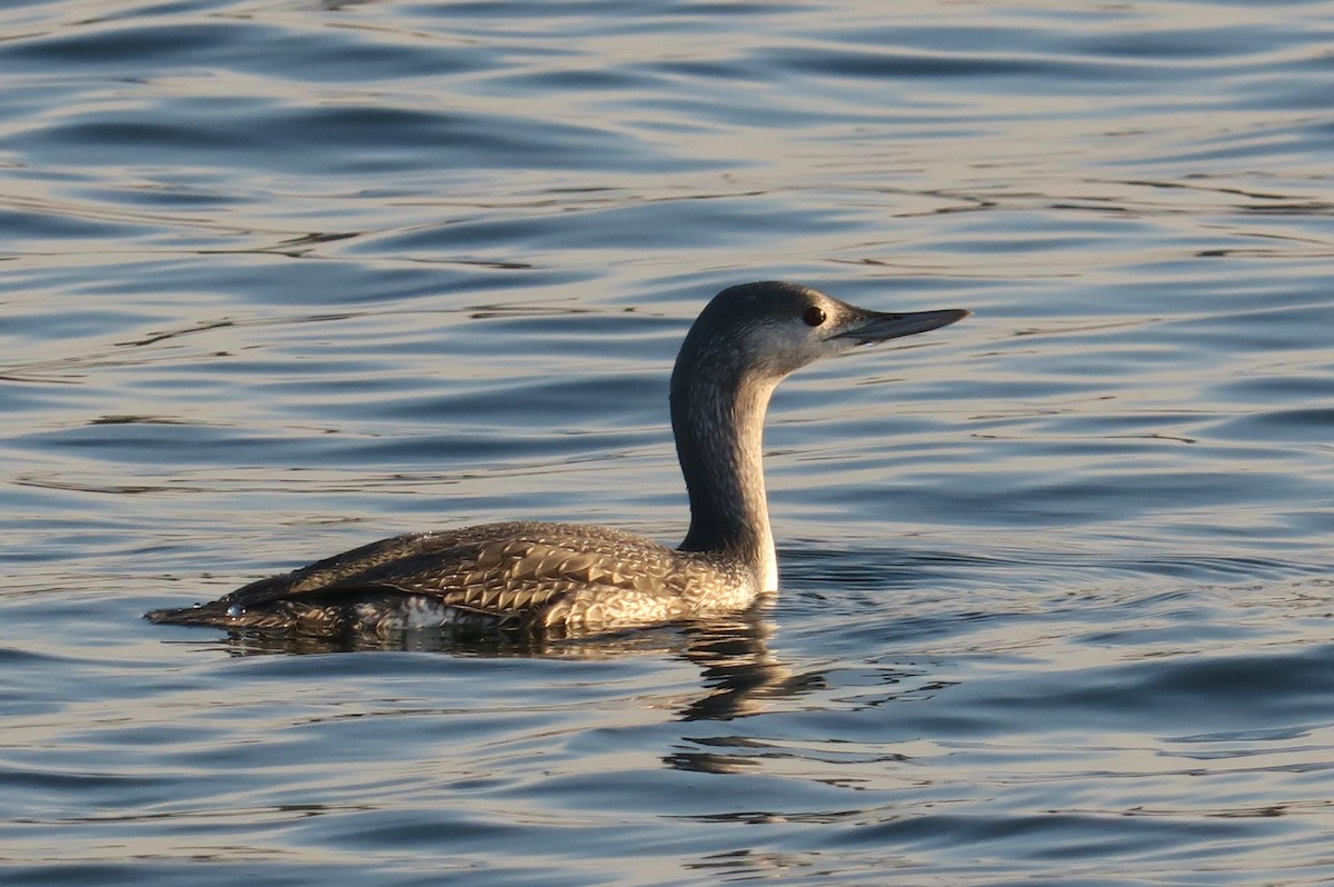 Red-throated Loon - ML74035441