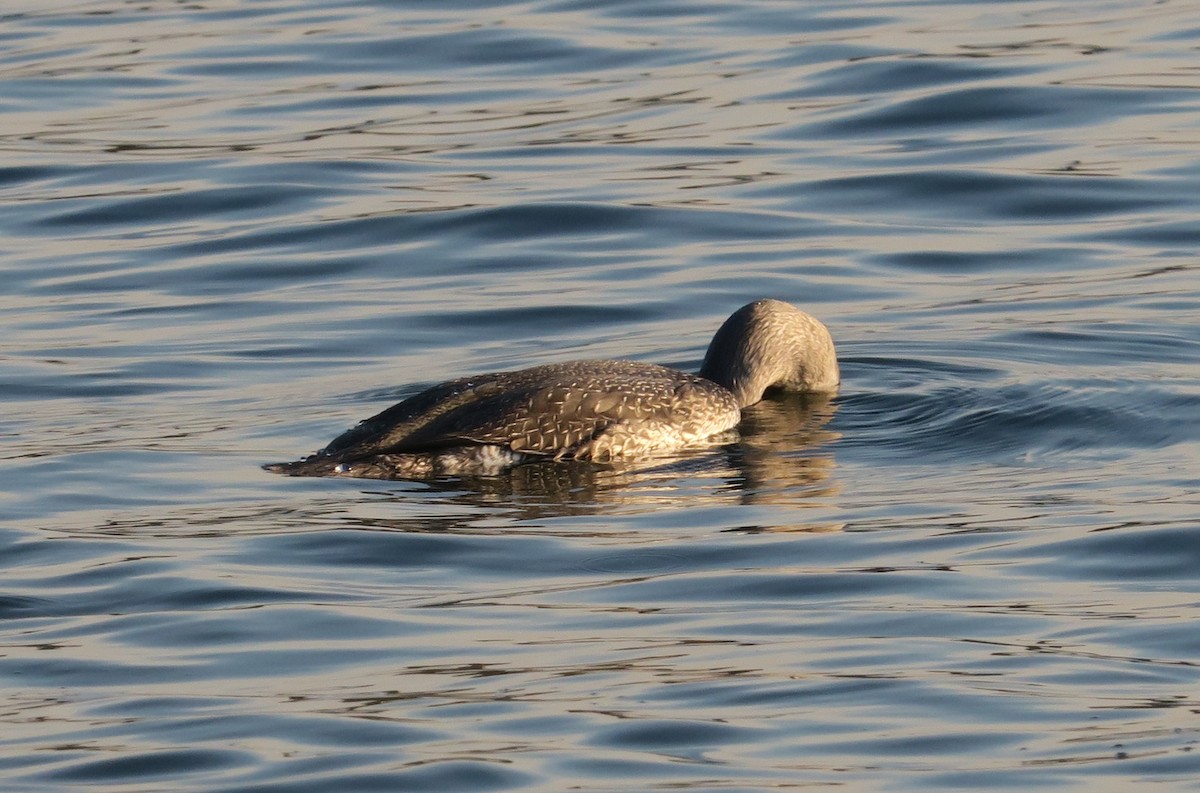 Red-throated Loon - M B