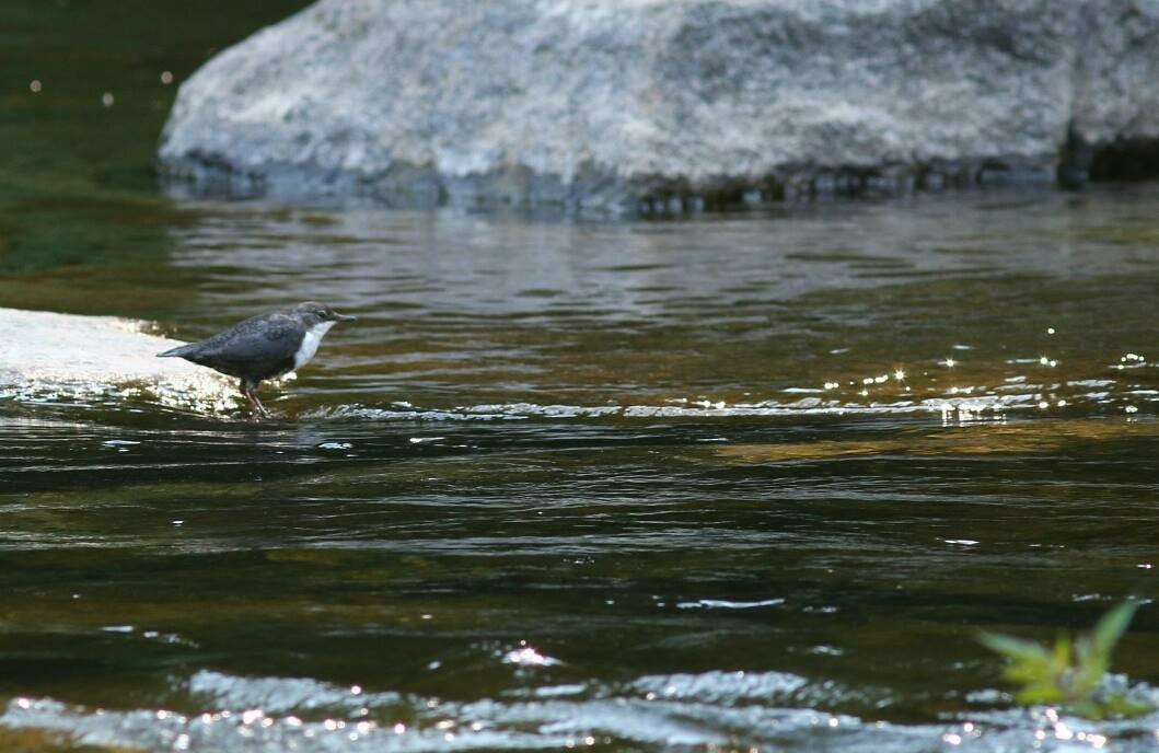 White-throated Dipper - ML74035561