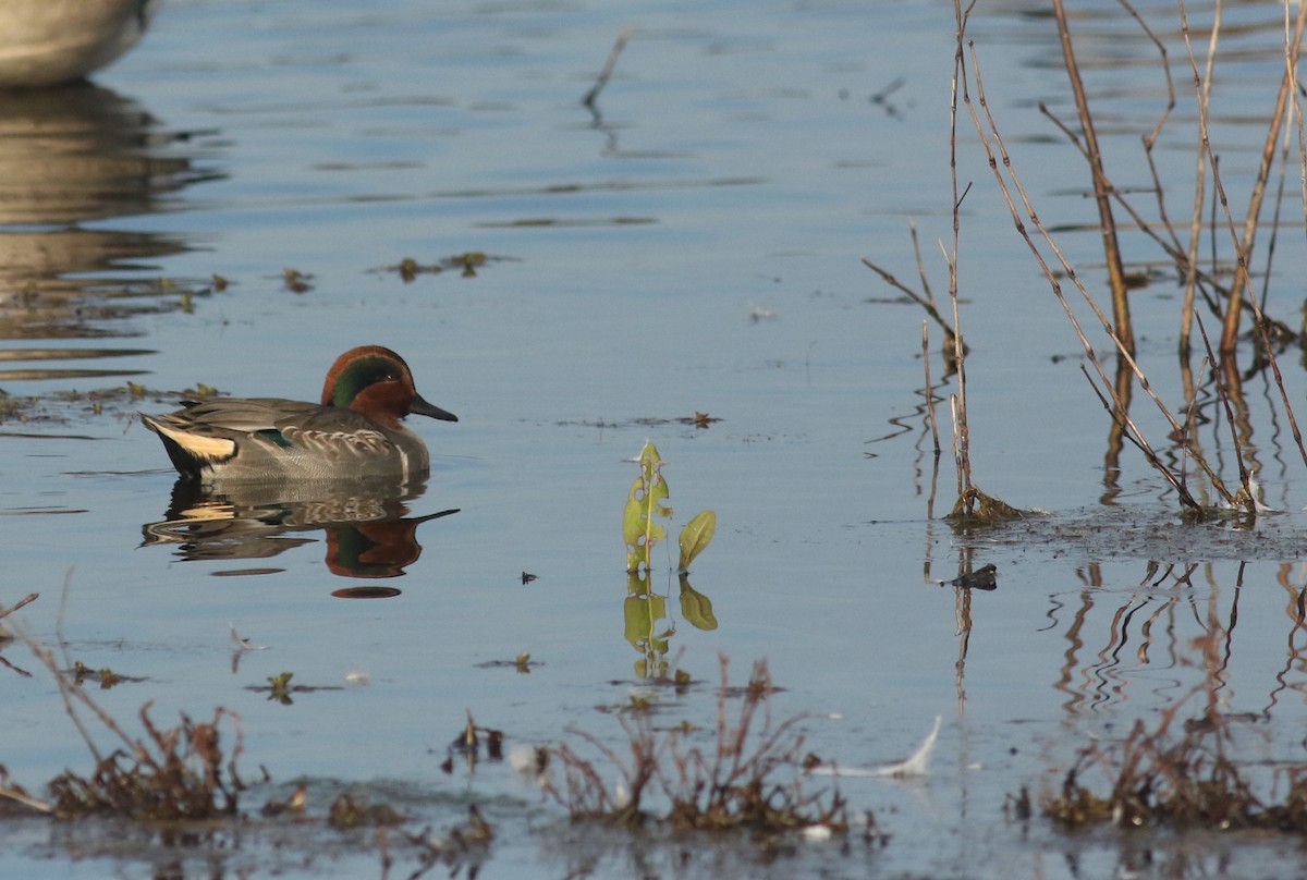 čírka obecná (ssp. carolinensis) - ML74035751