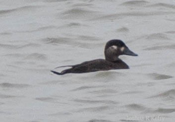 White-winged Scoter - josh Ketry