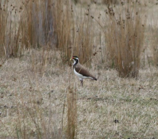 ムナオビトサカゲリ - ML74036751