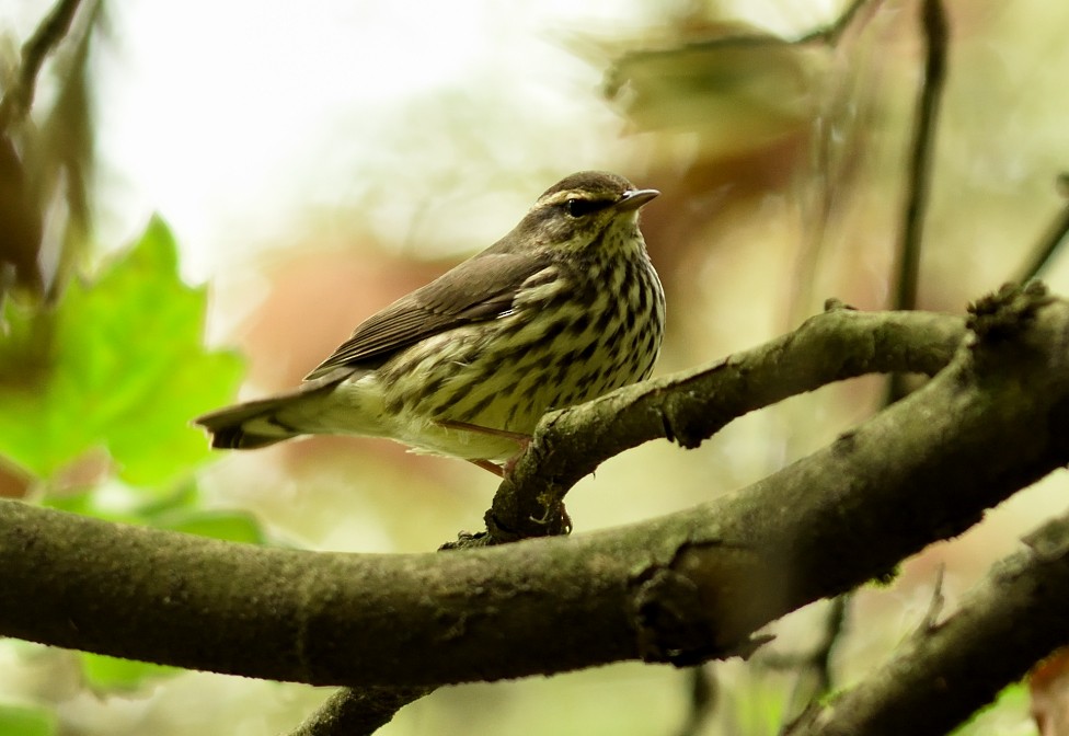 Northern Waterthrush - Alex Luna