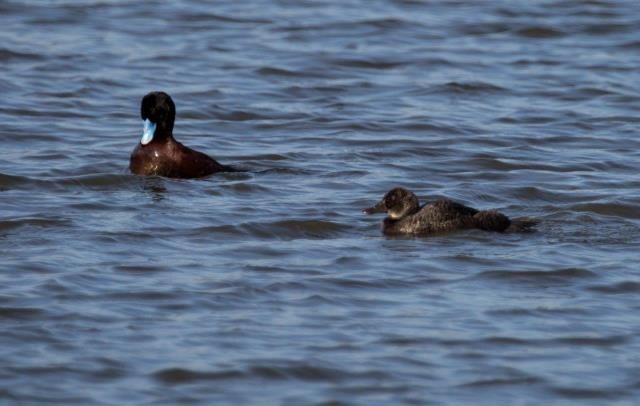 Blue-billed Duck - ML74037591