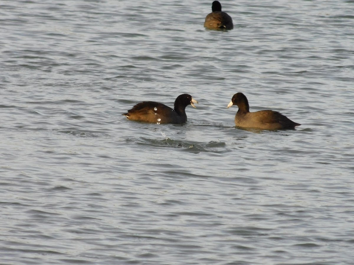 American Coot - ML74037601