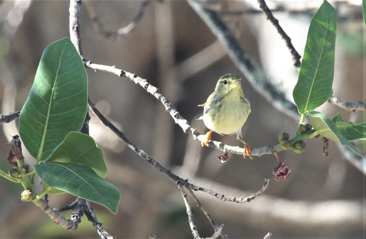 Blackpoll Warbler - ML74039961