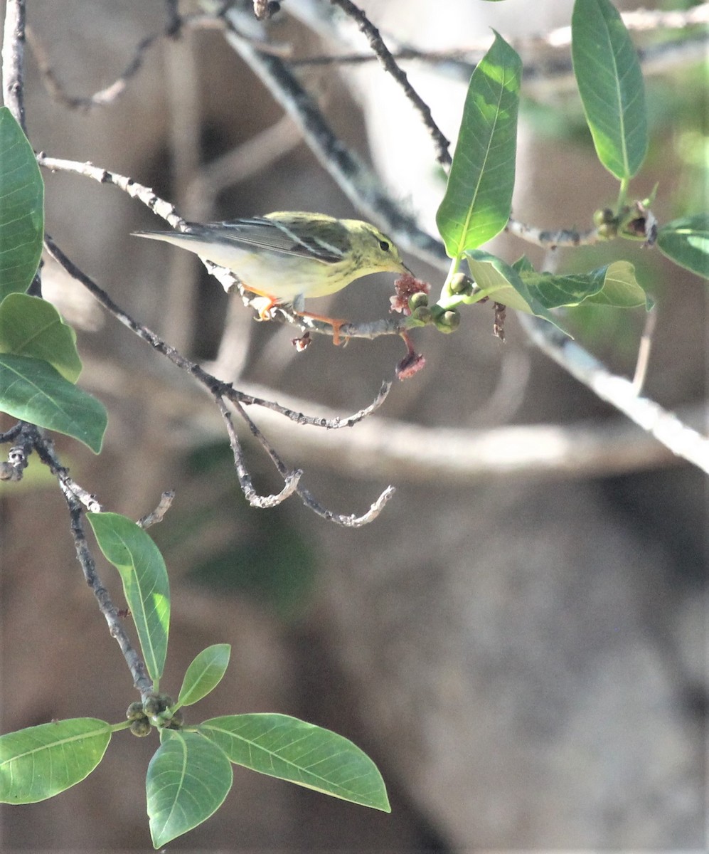 Blackpoll Warbler - ML74040031