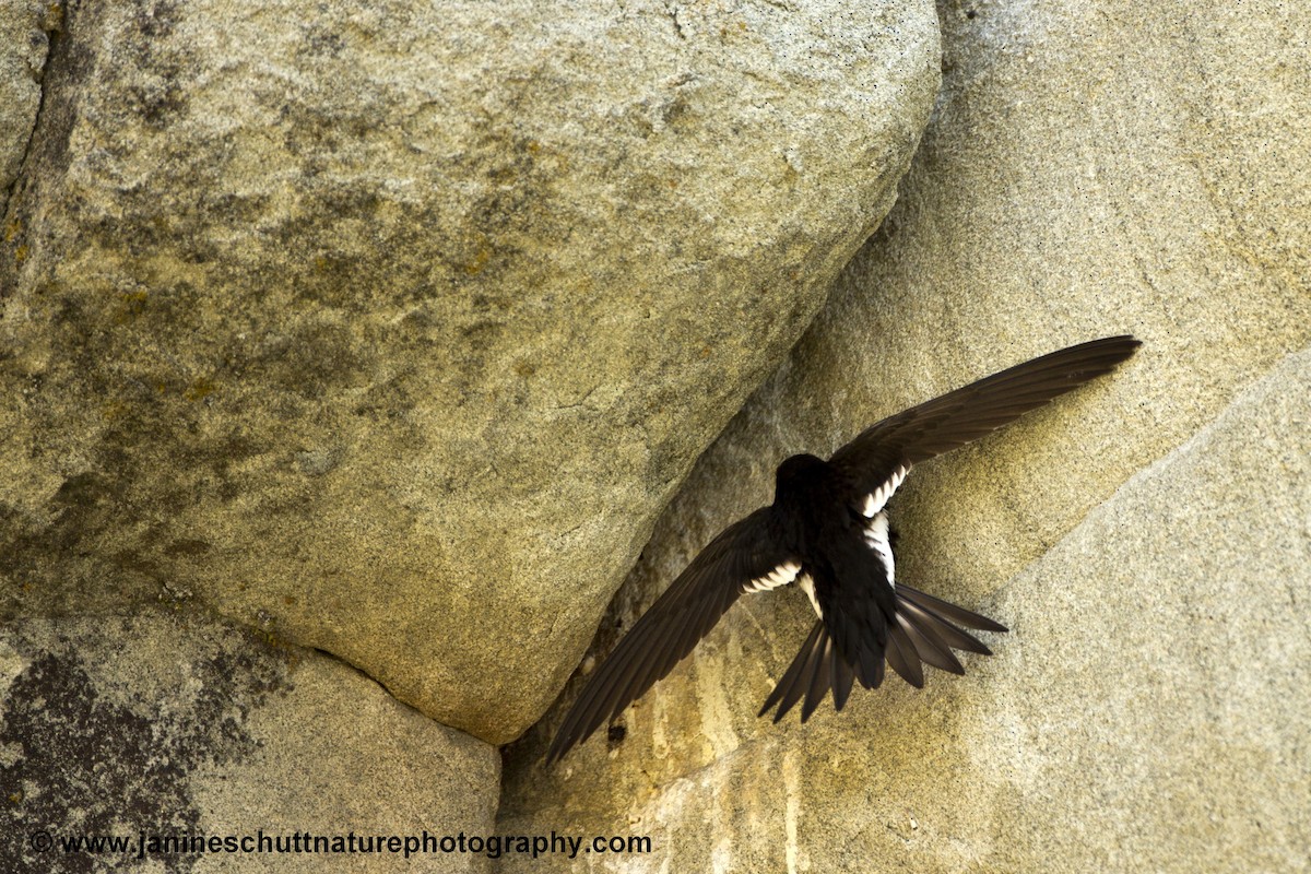 White-throated Swift - Janine Schutt