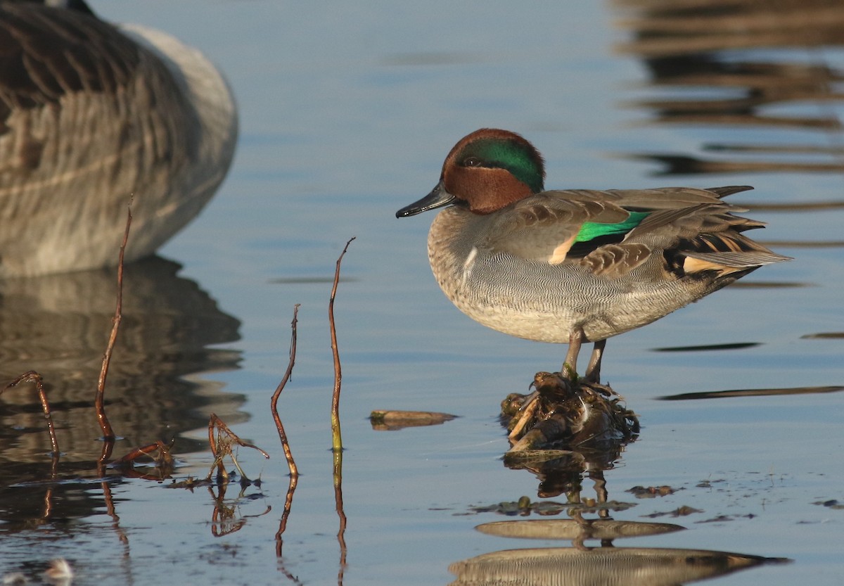 čírka obecná (ssp. carolinensis) - ML74043031