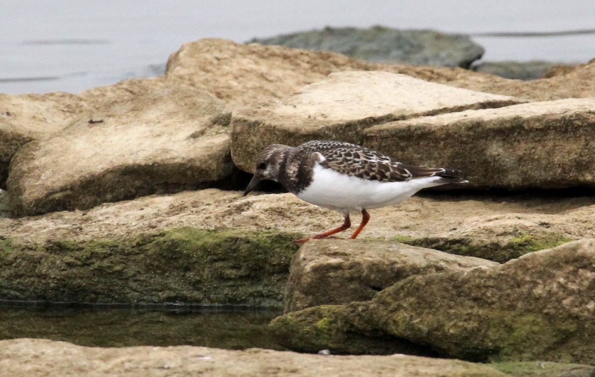 Ruddy Turnstone - ML74043041