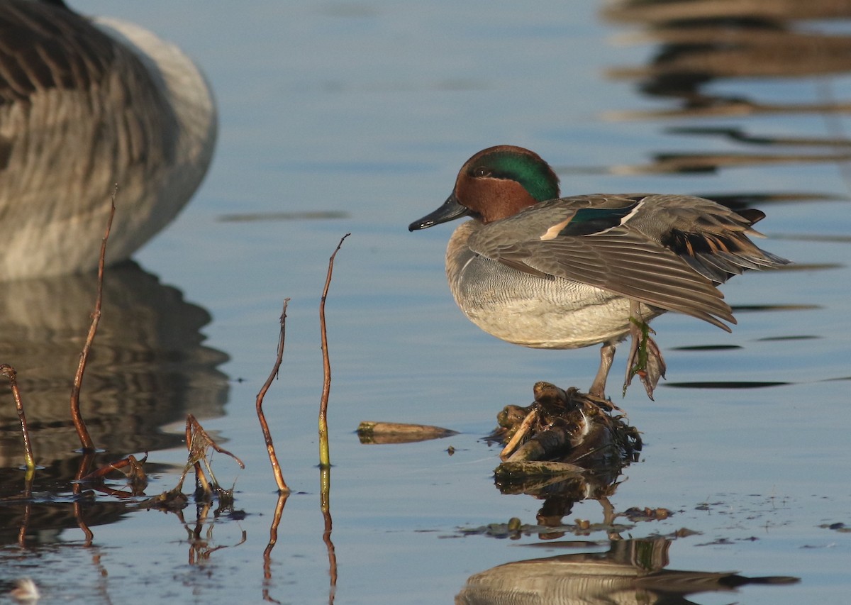 Sarcelle d'hiver (carolinensis) - ML74044871