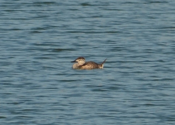 Ruddy Duck - Nina Rach