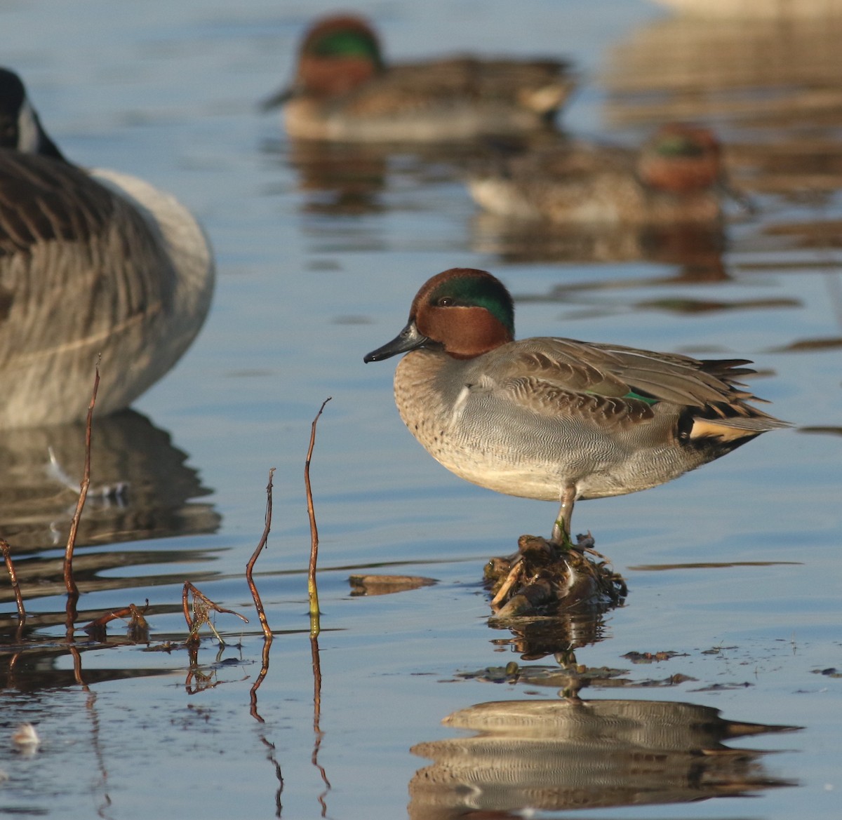 čírka obecná (ssp. carolinensis) - ML74045461