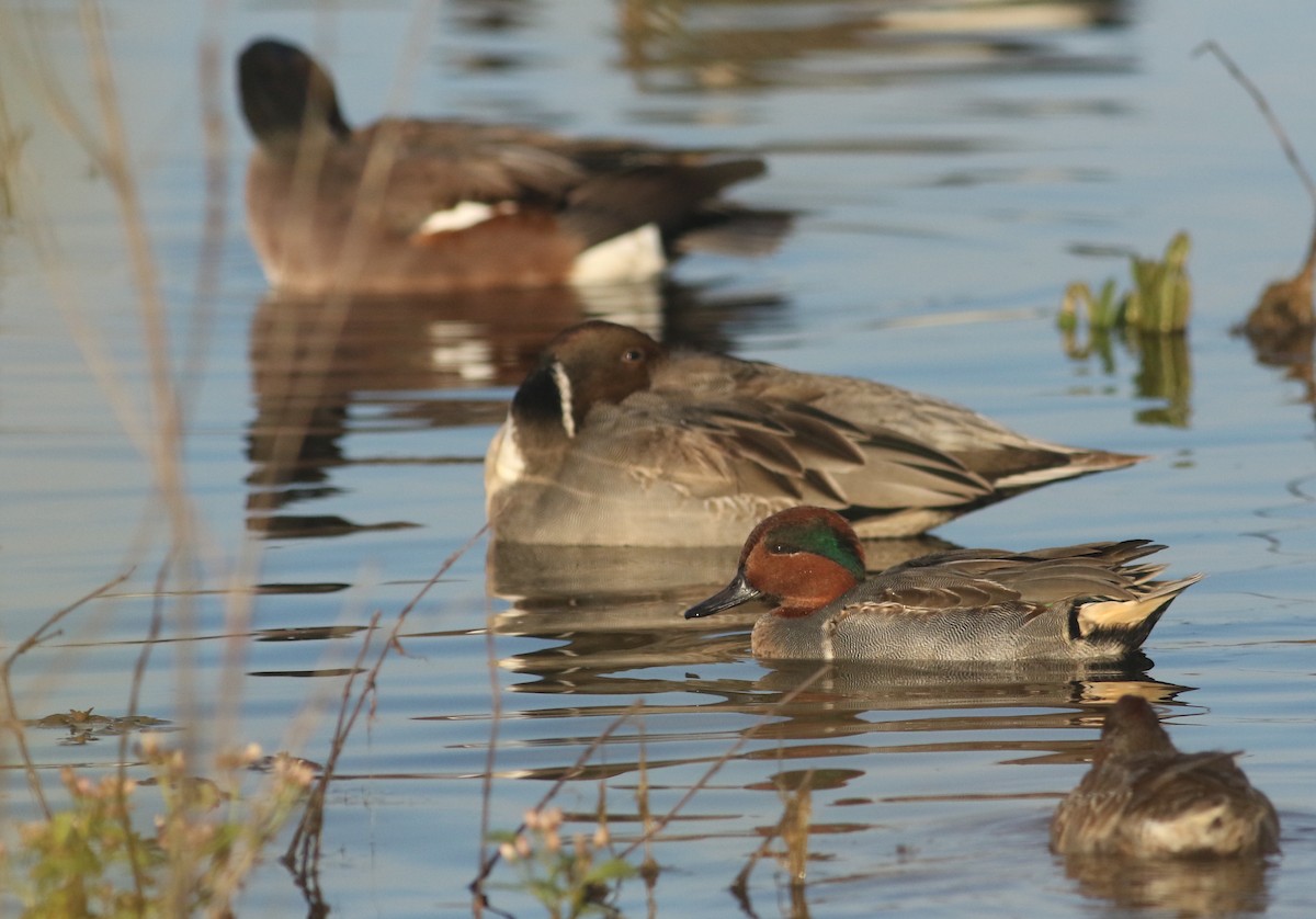 Green-winged Teal (American) - Andrew Dreelin