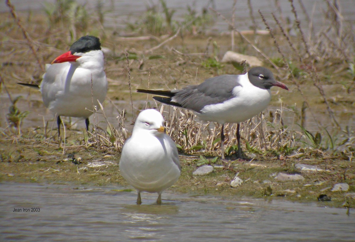 Laughing Gull - ML74046081