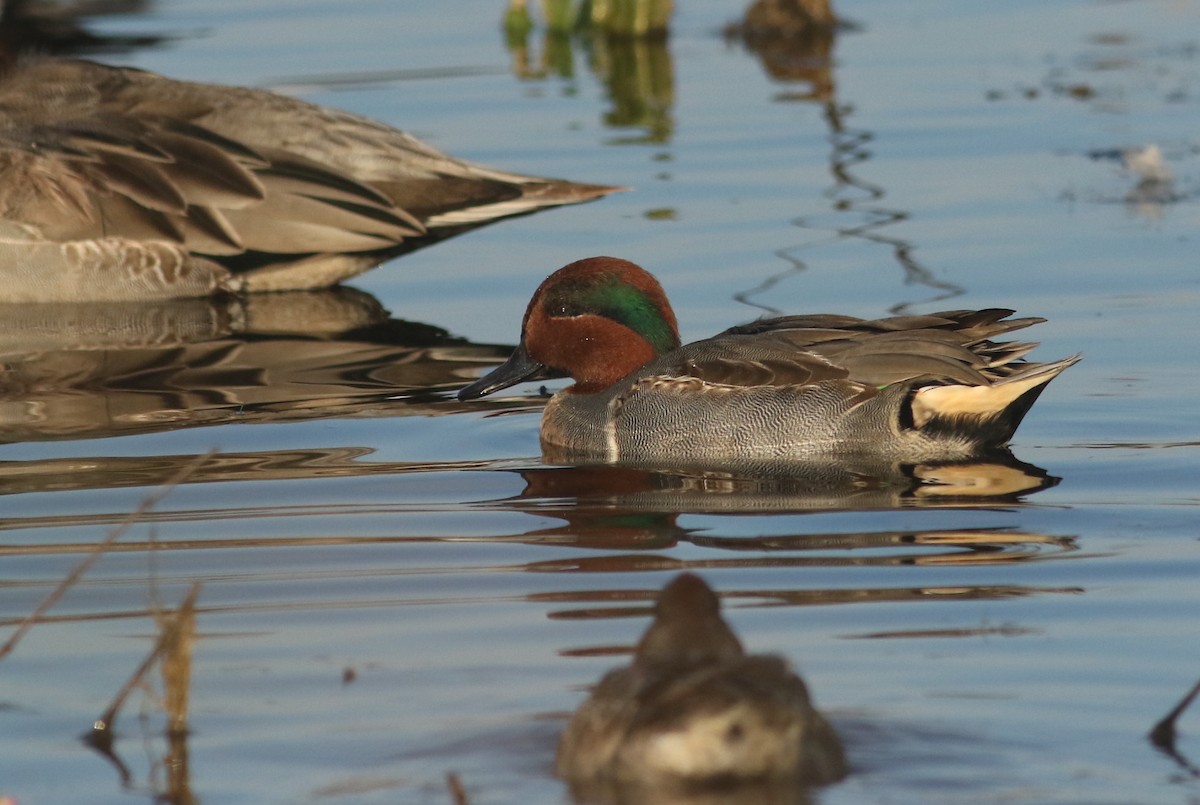 čírka obecná (ssp. carolinensis) - ML74046281