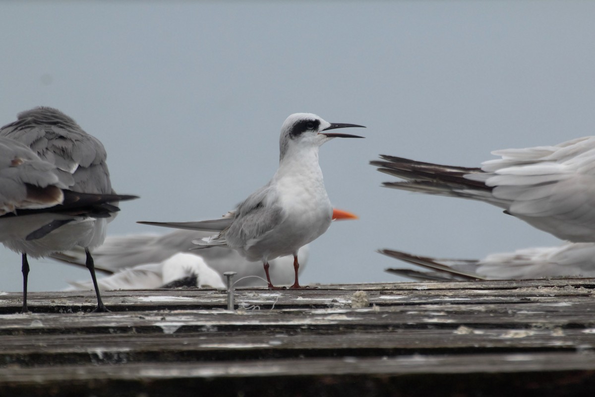 Forster's Tern - Francis Canto Jr