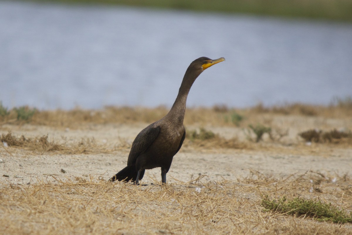 Double-crested Cormorant - Torin Waters 🦉