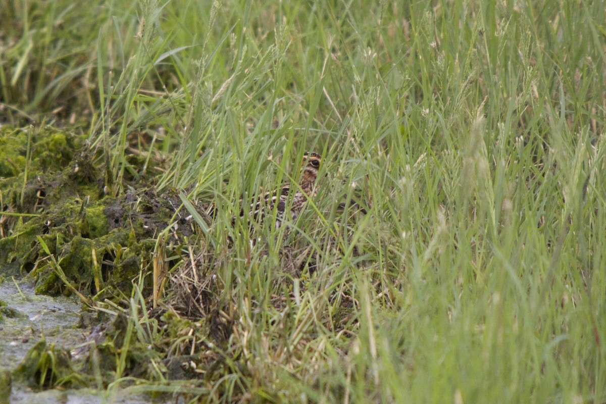 Wilson's Snipe - ML74047171