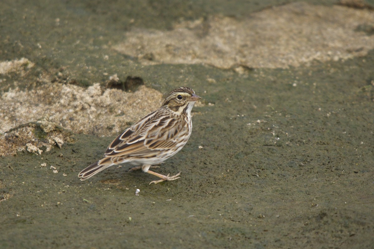 Savannah Sparrow - Torin Waters 🦉