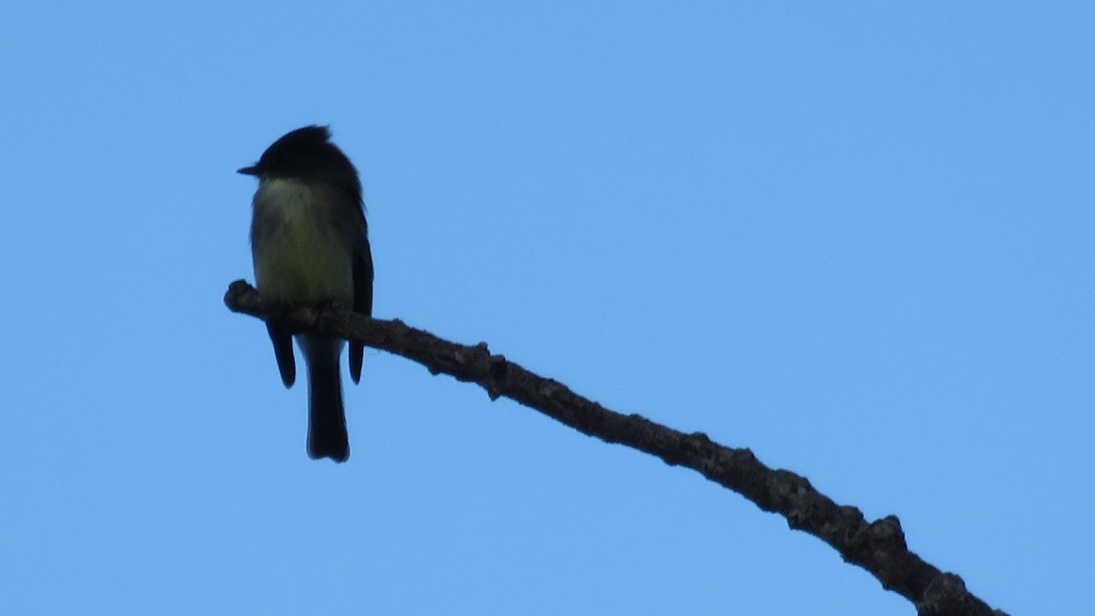 Eastern Phoebe - ML74049271