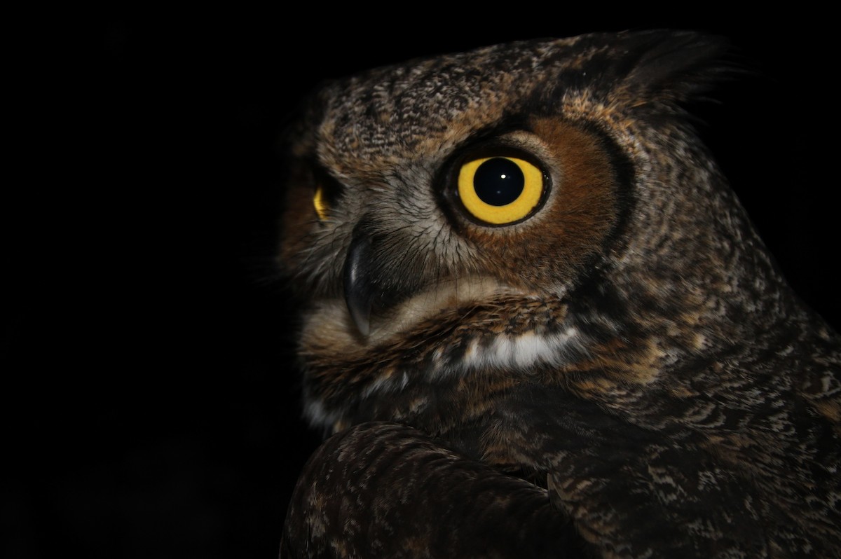 Great Horned Owl - Alex Lamoreaux