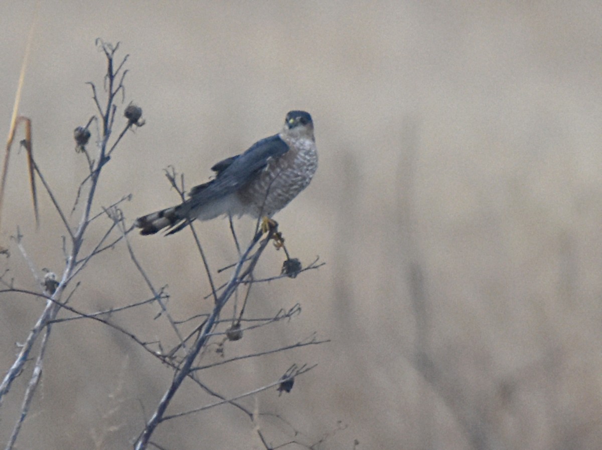 Sharp-shinned Hawk - Glenn Wyatt