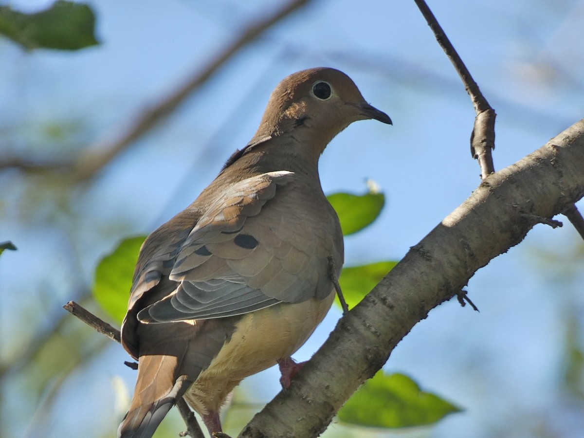 Mourning Dove - ML74051951