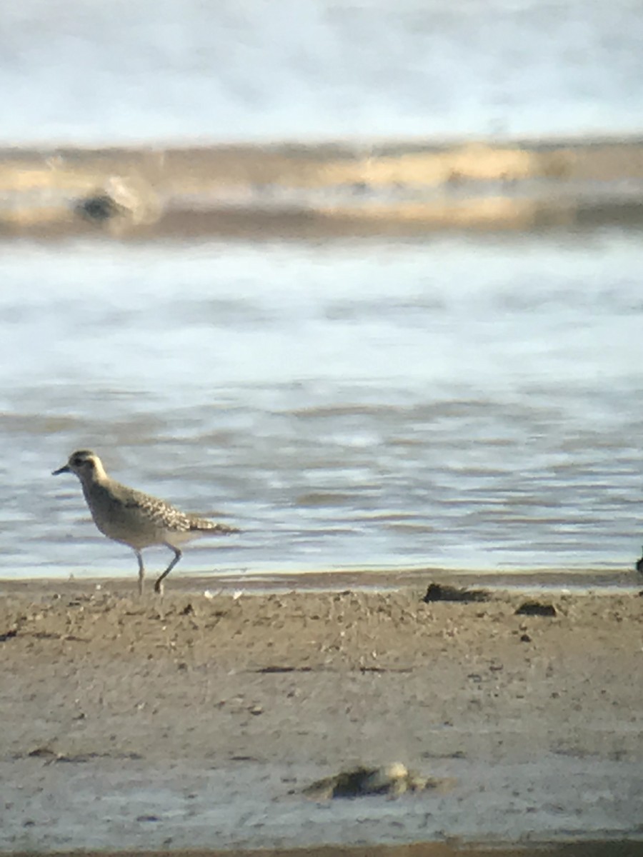 American Golden-Plover - ML74052271