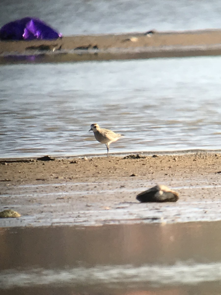 American Golden-Plover - ML74052281