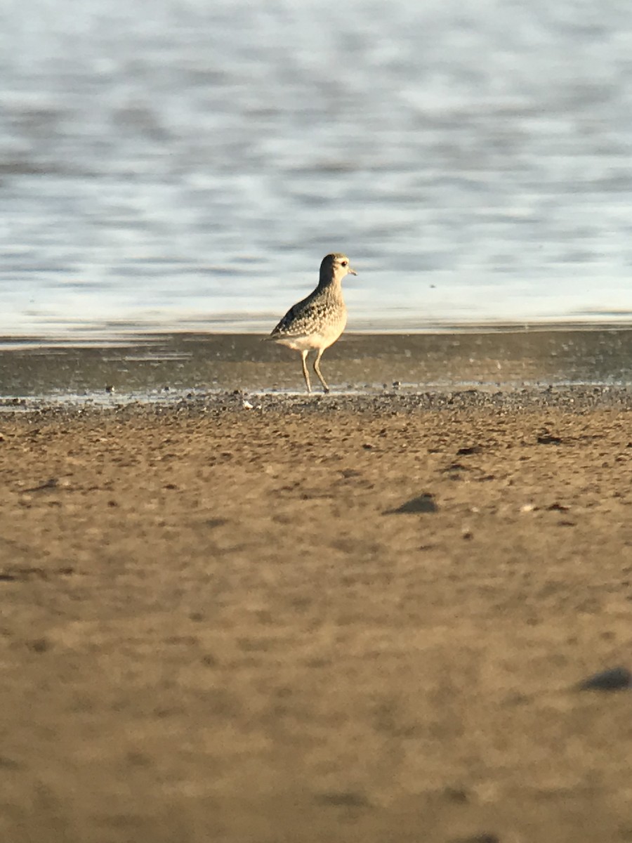 American Golden-Plover - ML74052291