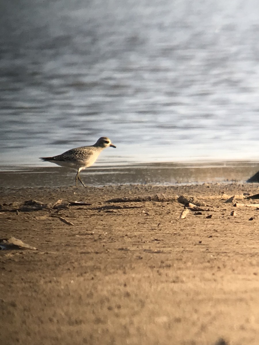 American Golden-Plover - ML74052321