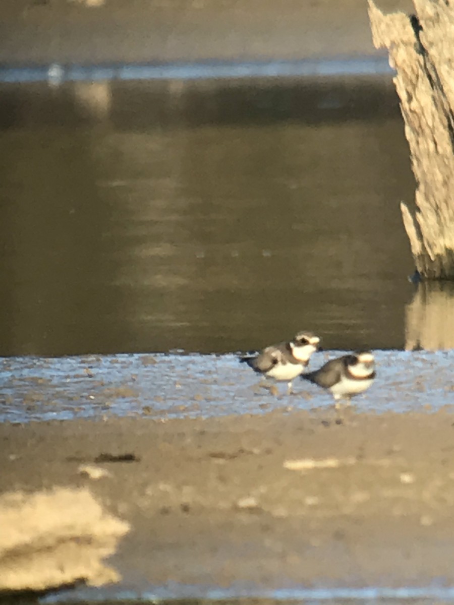 Semipalmated Plover - ML74052361