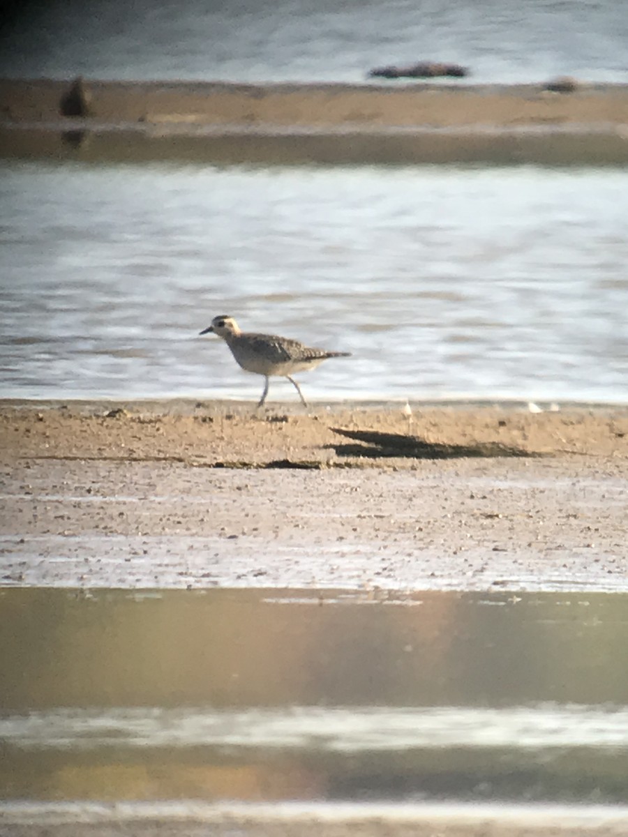 American Golden-Plover - ML74052381