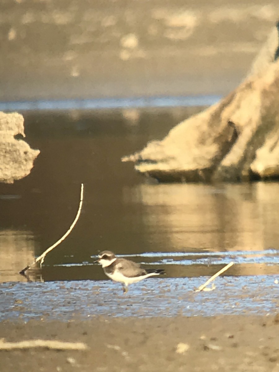 Semipalmated Plover - WS Barbour