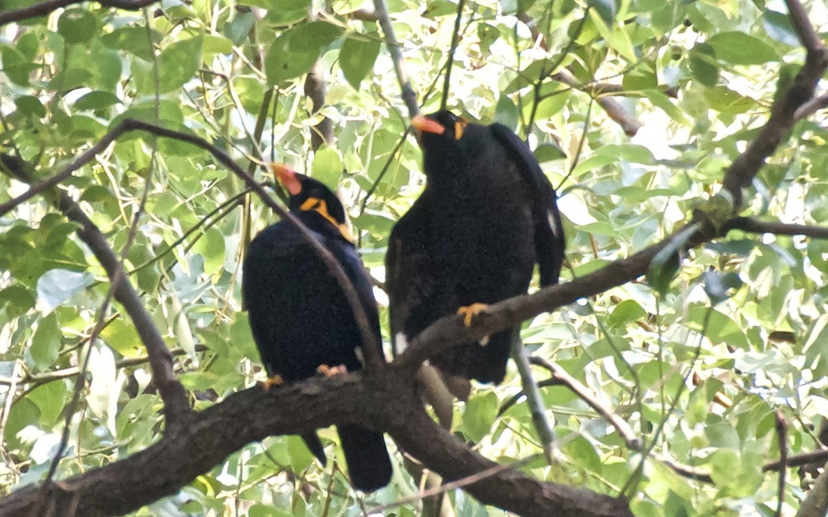 passerine sp. - ML74053481